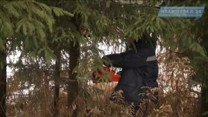 Ивантеевский лесопитомник - главный поставщик елок к новогодним праздникам