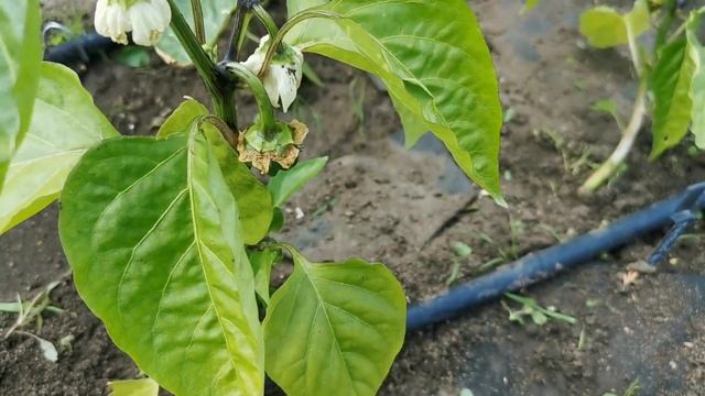 ЗАНИМАЮСЬ своим ОГОРОДОМ. Пасынкование сладкого перца. смотреть онлайн