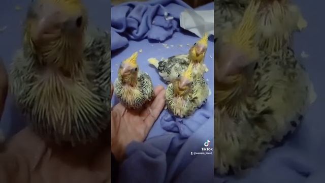 кореллы первая кладка