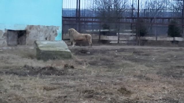 Львица охотится на кошку, перекличка от Дейла. Тайган. смотреть онлайн