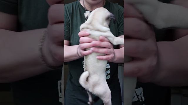 Самые красивые и воспитанные щенки мопса смотреть онлайн