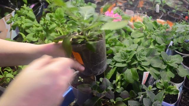 ?Моя рассада петунии в марте? смотреть онлайн