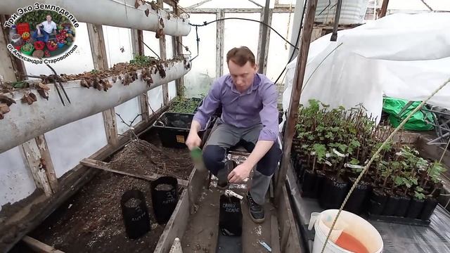 Как получить урожай винограда на 2 год. Лучший способ посадки осенних саженцев #ТриЭкоВиноградник смотреть онлайн