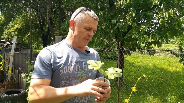 Условия для доращивания саженцев в открытом грунте.ИНЖИР.