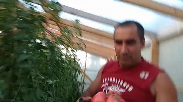 #Сызранская помидора#вес плода#Самая большая помидорка смотреть онлайн