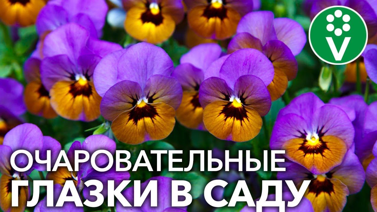 Как вырастить АНЮТИНЫ ГЛАЗКИ ИЗ СЕМЯН? Секреты посева виолы от биолога смотреть онлайн