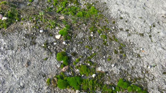 Night retreat at the Oka смотреть онлайн