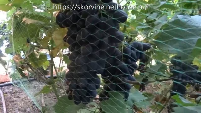 Сорта винограда Забава 2017 смотреть онлайн