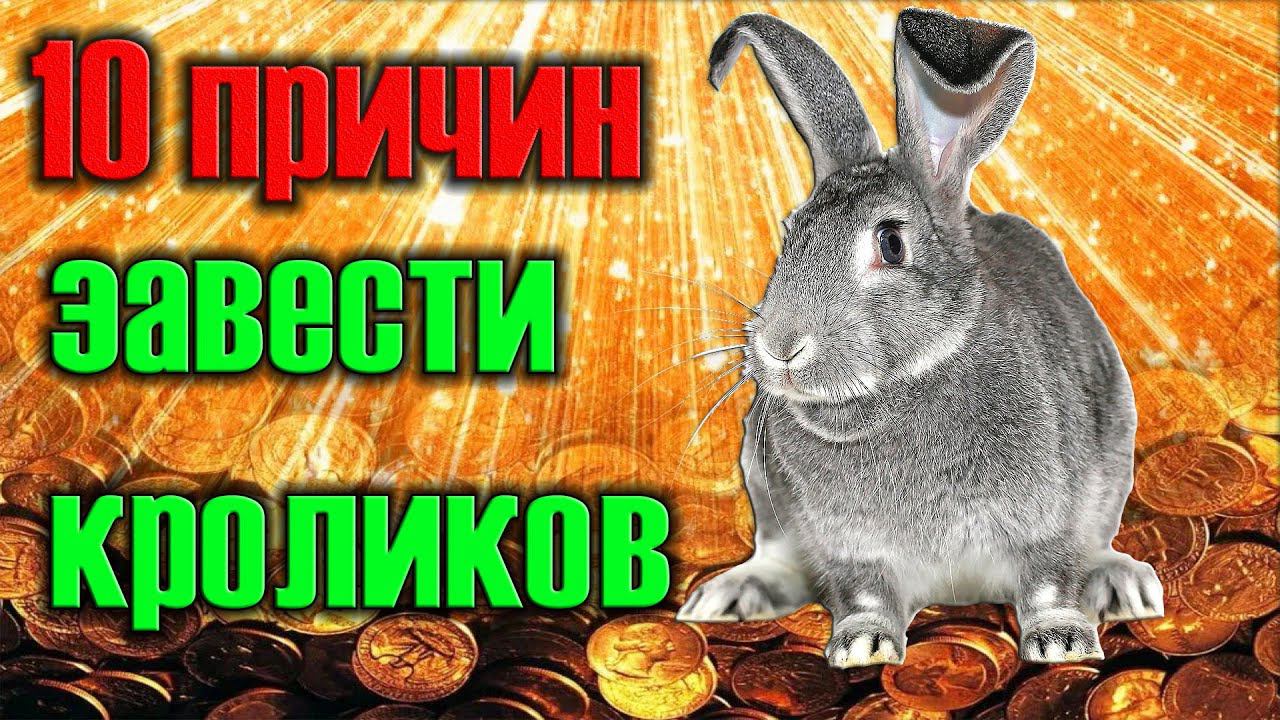 10 причин завести кроликов смотреть онлайн