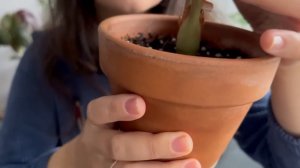 АЛОКАЗИИ / Мой ОПЫТ выращивания + ОБЗОР моих алоказий