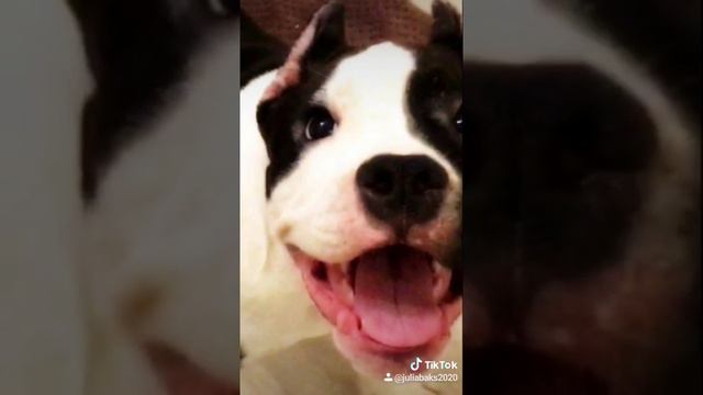 мощный щенок питбуля. Как вырос щенок 1,5 мес- 2,5 года. смотреть онлайн