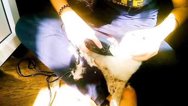 Как мы стригли кота ?!