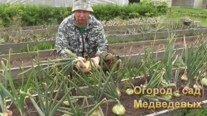 Лук гигант в наших огородах