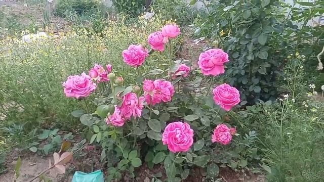 Поль Нейрон роза гүлі .#роза поль нейрон#пионавидная роза. смотреть онлайн