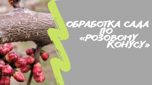 Обработка сада по «розовому конусу»?