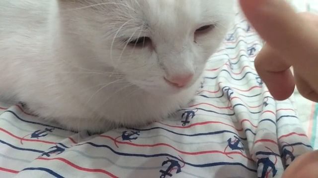 НАЖИМАЮ КОШКЕ НА НОС 11 РАЗ смотреть онлайн