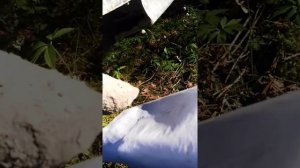 Проверка, есть ли антифриз в камере сгорания.