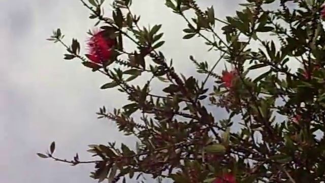 Bottle Brush AKA Callistemon citrinus Bee Forage смотреть онлайн