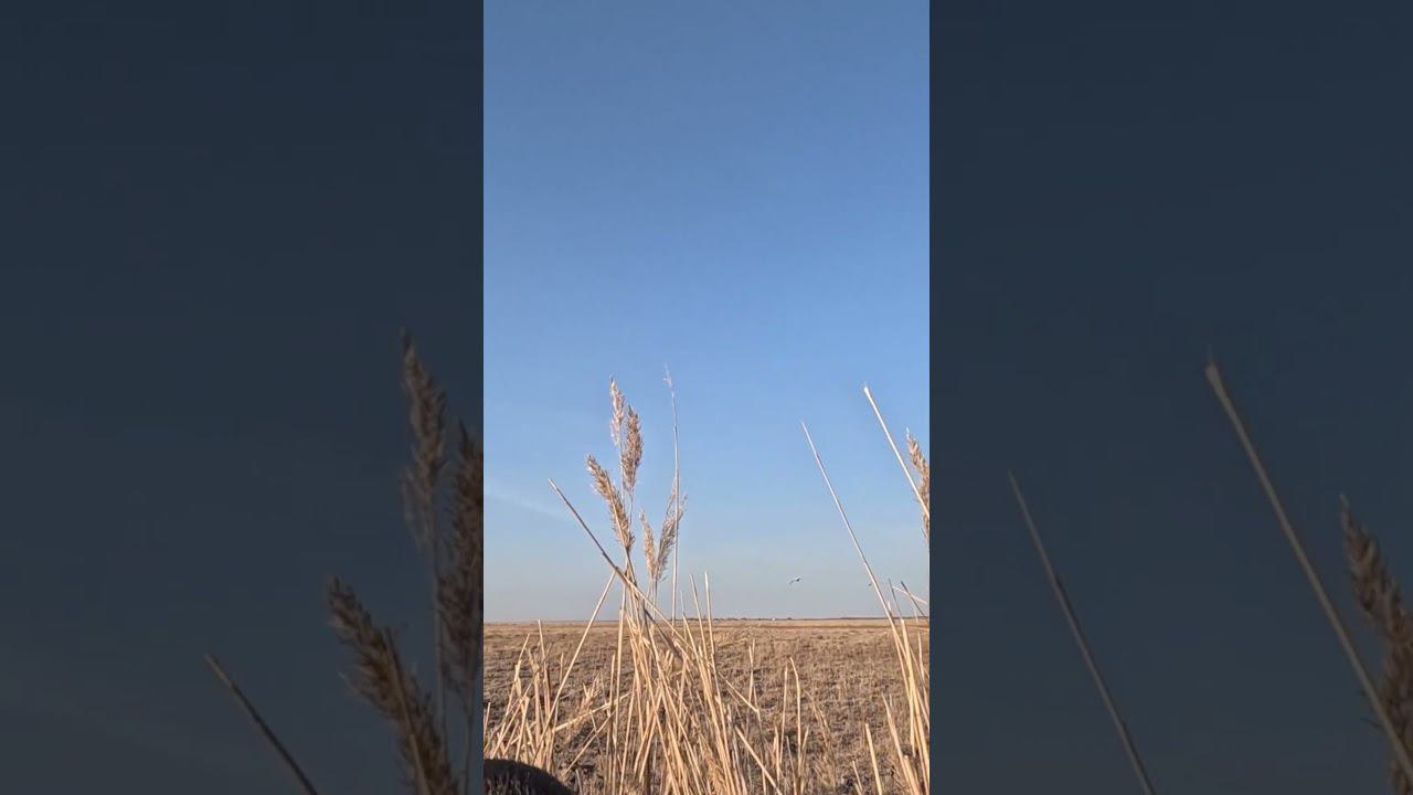 красоты весенней природы алтайского края смотреть онлайн