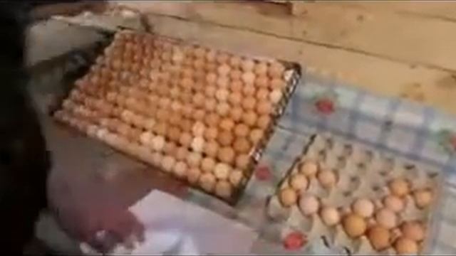Закладка куриных яиц в инкубатор большой мощности смотреть онлайн