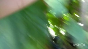 Смородина Чёрная, Сравнение Сортов Добрыня и Селеченская-2.