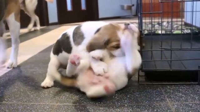 dogstyle.by - Питомник собак "DOGSTYLE ACB", Хаски, Бигль, Корги смотреть онлайн