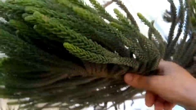 КИПР заметка об АРАУКАРИИ смотреть онлайн