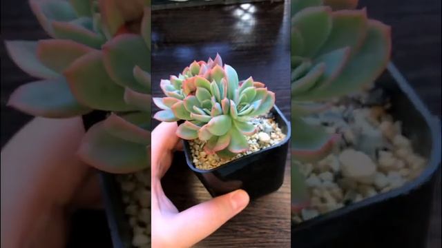Echeveria Luella моя любовь) растёт на глазах, делит головы смотреть онлайн