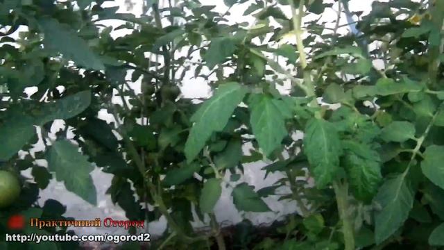 Томатные джунгли / формировка помидоров смотреть онлайн