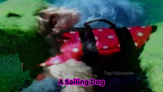 Top 10 cutest dogs (pet breeds) best cutest puppies dog names sinhala | සුරතල්ම බව්වො 10 ක් смотреть онлайн