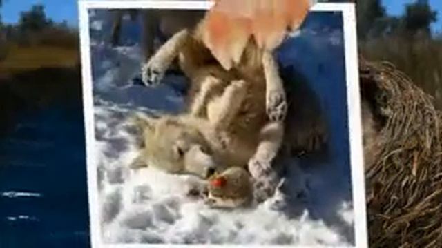 Ежик смотреть онлайн
