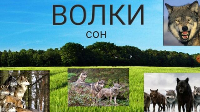 ВОЛКИ - сон.