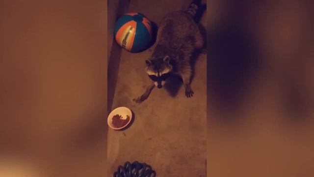 Еноты воришки / Еноты воруют еду / Приколы с животными / Смешные еноты / Приколы 2020 смех до слез смотреть онлайн