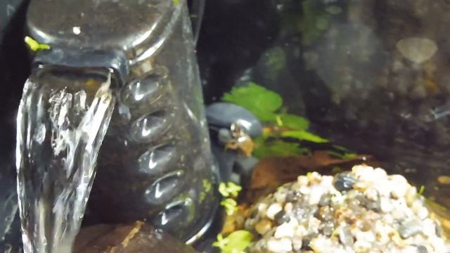 КРАБ НА СТЕНКЕ ( МАРИ МИСТИК ) ДЕТКИ КРАБОВ КРАСНЫЙ ДЬЯВОЛ смотреть онлайн