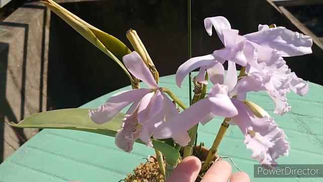 Cattleya maxima var. coerulea ' Alexandra ' смотреть онлайн