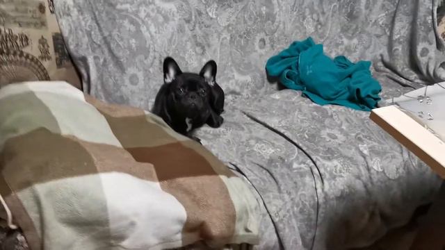 Французский бульдог Лилу услышала любимые слова смотреть онлайн