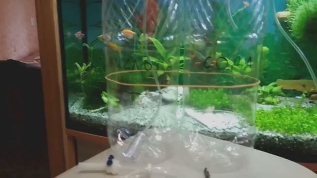 СО2 в аквариуме своими руками на лимонной кислоте. Часть1 смотреть онлайн