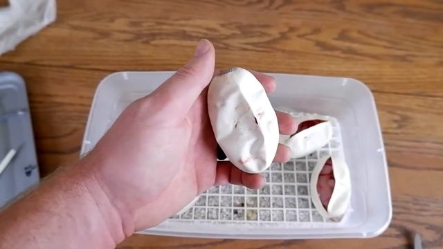 Cutting a clutch of ball python eggs | Mojave x Crystal and Bamboo Mojave смотреть онлайн