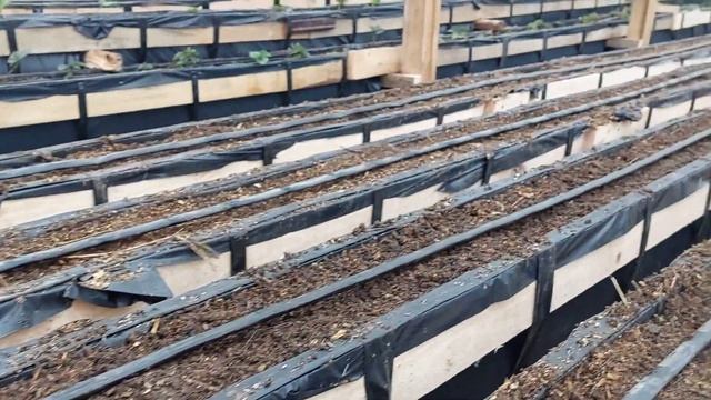 Капельный полив на малообьемке своими руками смотреть онлайн