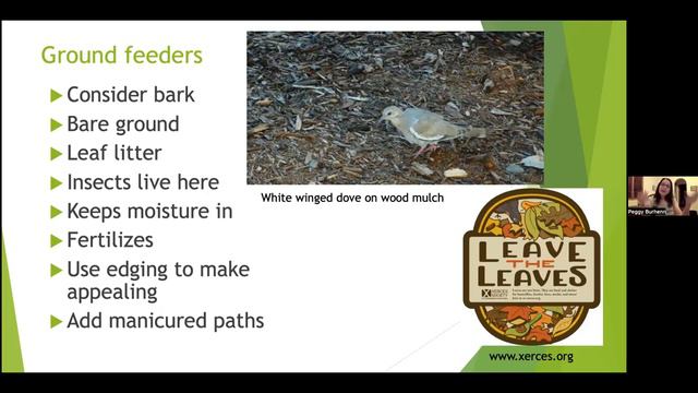 Gardening for Birds with Native Plants presented by Peggy Burhenn, UC Master Gardener смотреть онлайн