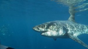 Акулы Средиземного моря