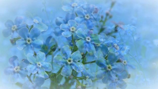 Незабудки смотреть онлайн