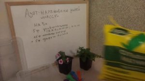 Подкормка рассады для наращивания зеленой массы