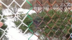 ПЭТ рабица  Варианты