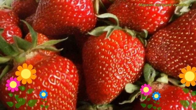 Земляника садовая Ламбада. Краткий обзор, описание характеристик fragaria ananassa Ламбада смотреть онлайн