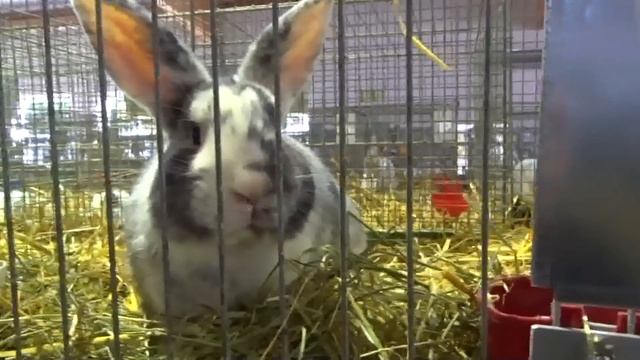 Выставка кроликов окраса Рён (Rhön) в Германии смотреть онлайн