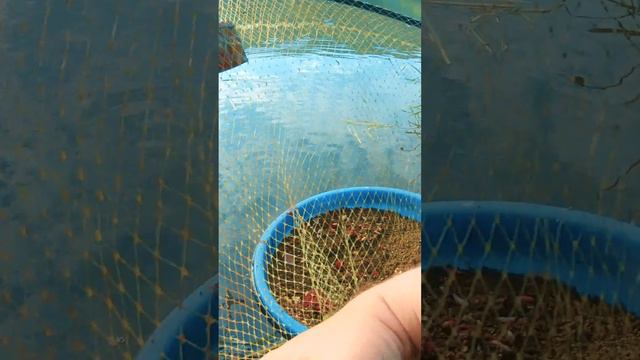 Вот это карасямба... смотреть онлайн