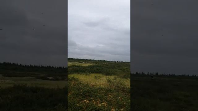 Морошка в тундре. смотреть онлайн