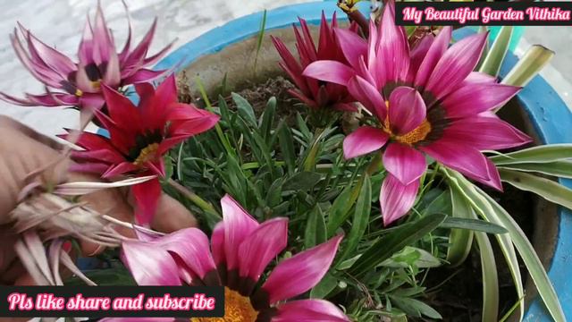 Gazania plant care and fertilizer || गजनिया को फूलों से भर देने वाली केयर टिप्स और फ़र्टिलाइज़र смотреть онлайн
