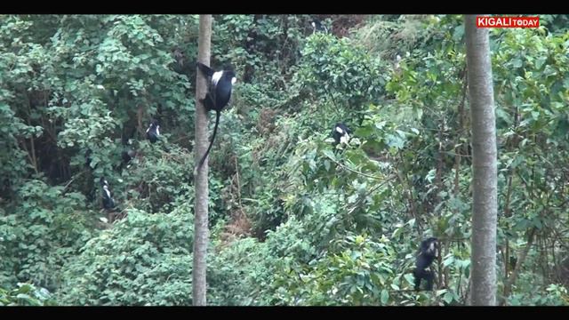THE BEAUTY OF NYUNGWE NATIONAL PARK смотреть онлайн
